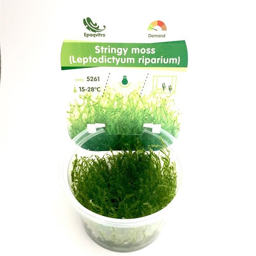 Stringy moss - Sternchhen moos (Ufer moos) in einen becher